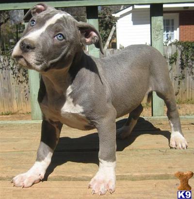 Puppies in NC
